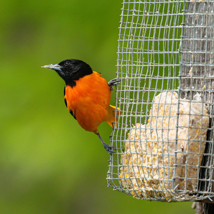 Heath Suet Orange Burst - 11.25 Ounce