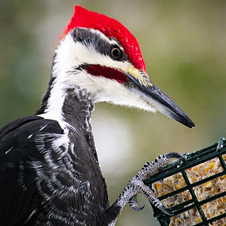 Heath Suet Woodpecker Blend - 11.25 Ounce